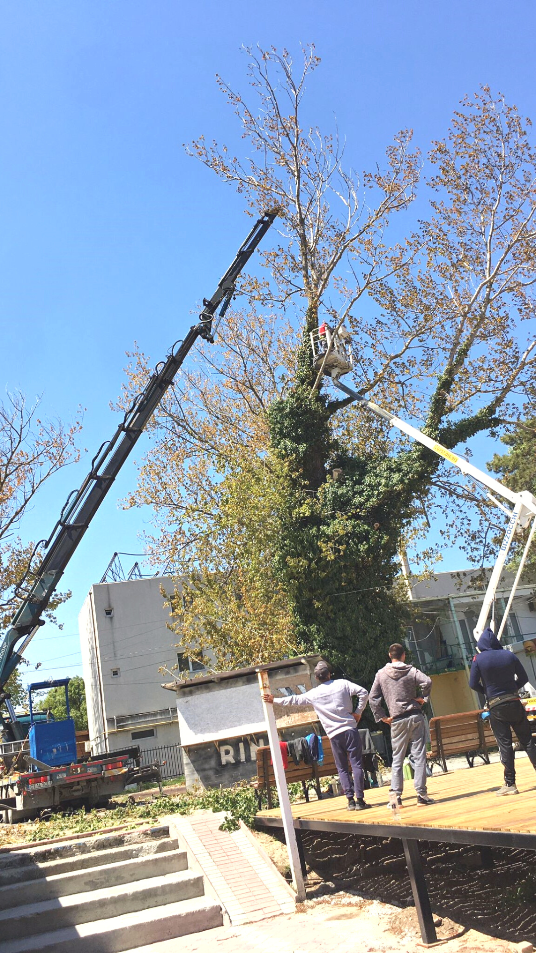 Mobile Crane and Truck-mounted Boom Lift Rental for Tree Grooming Project