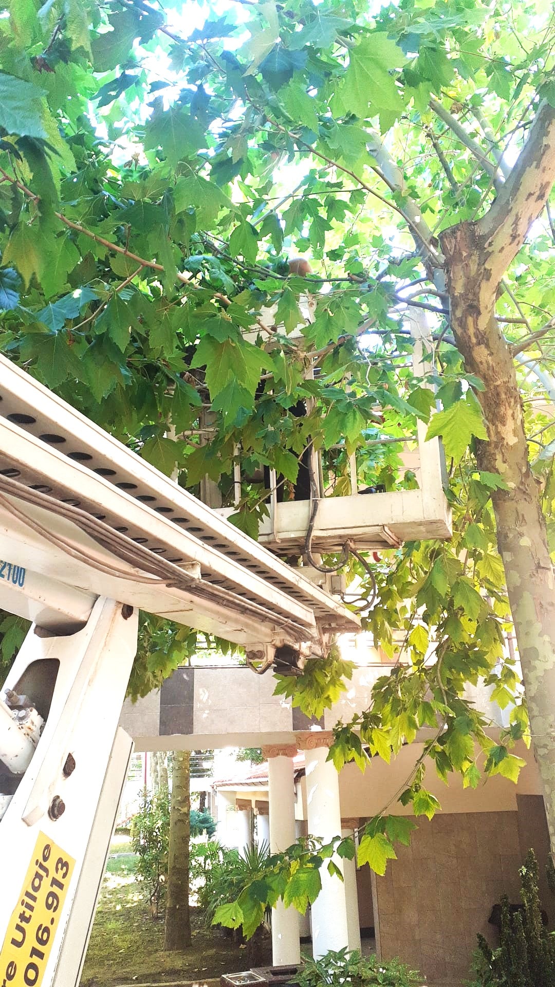 Tree Grooming Operation with a Truck-Mounted Boom Lift